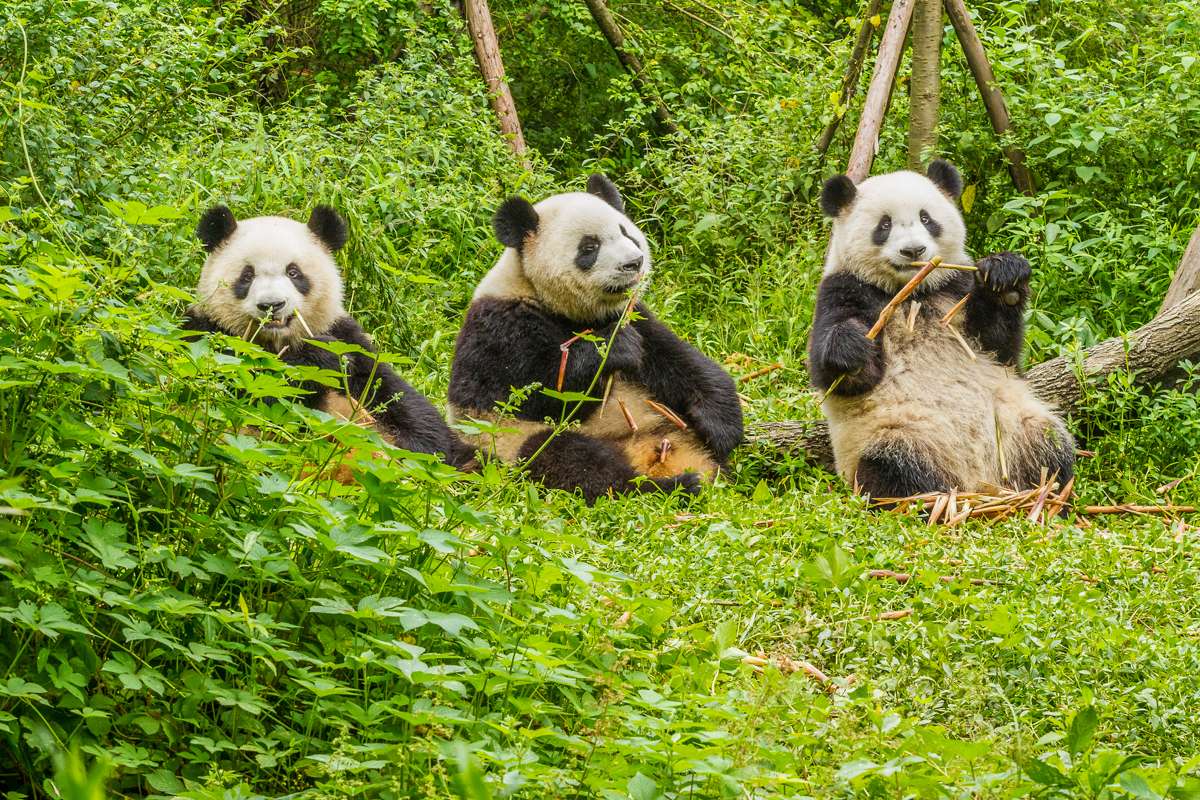 Three pandas. online puzzle