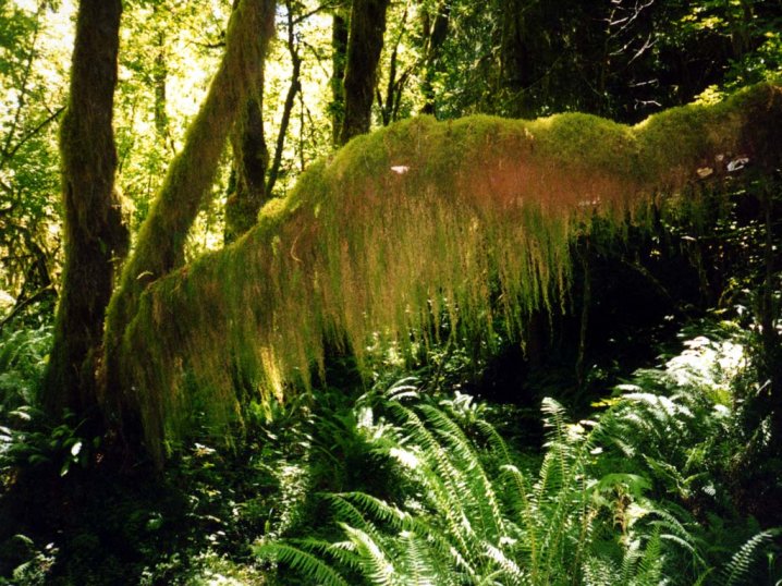 mossy branch jigsaw puzzle online