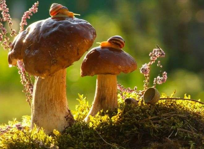 Happy porcini mushrooms. online puzzle