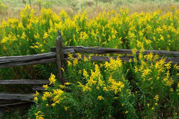 Blossoming goldenrod. jigsaw puzzle online