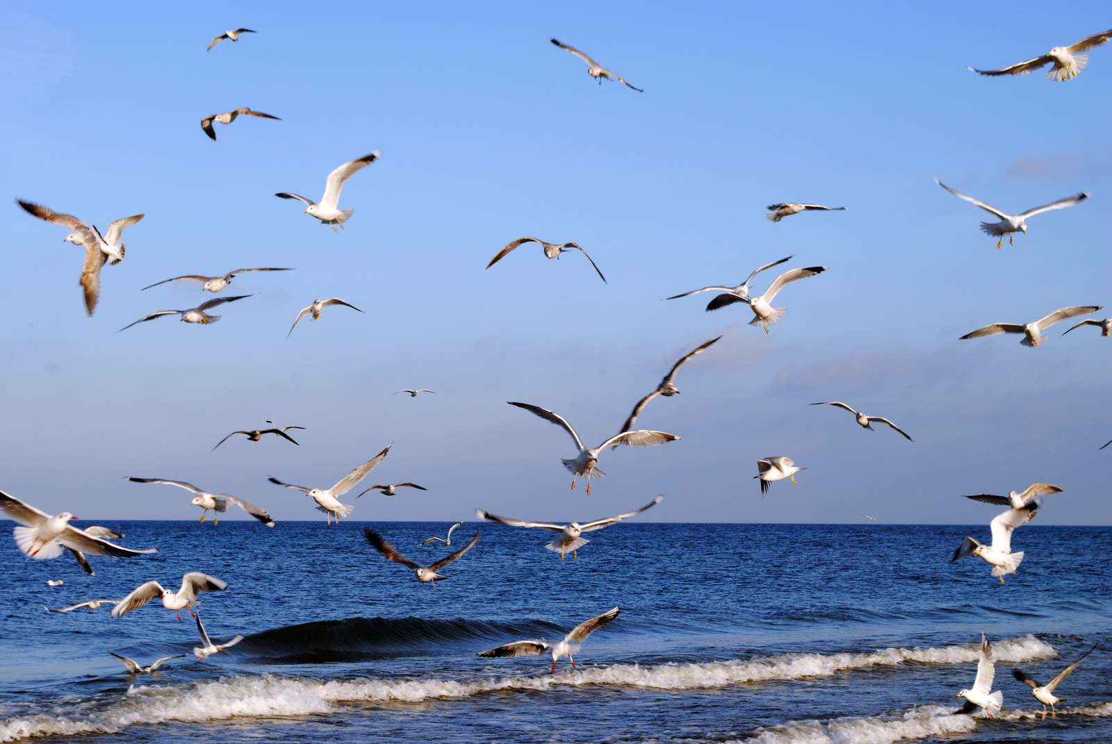 чайки на плажа в Dziwnów онлайн пъзел