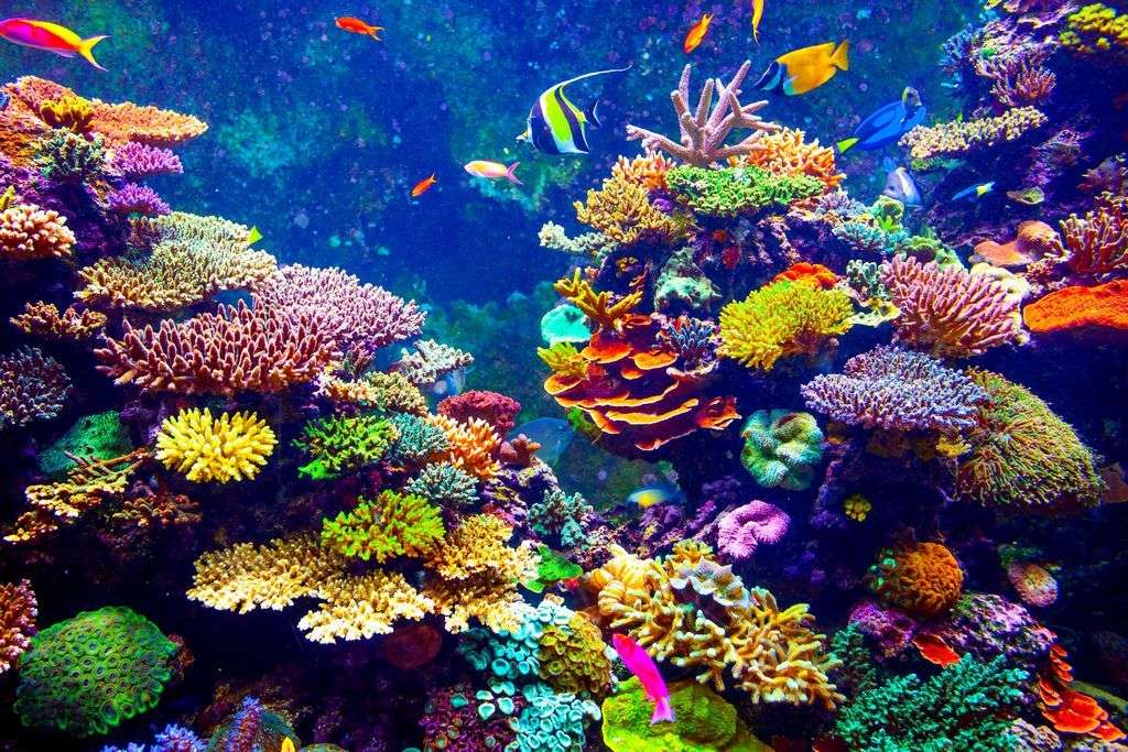 Korallzátonyok online puzzle