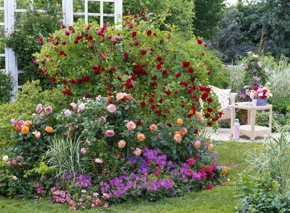 Розови храсти. онлайн пъзел