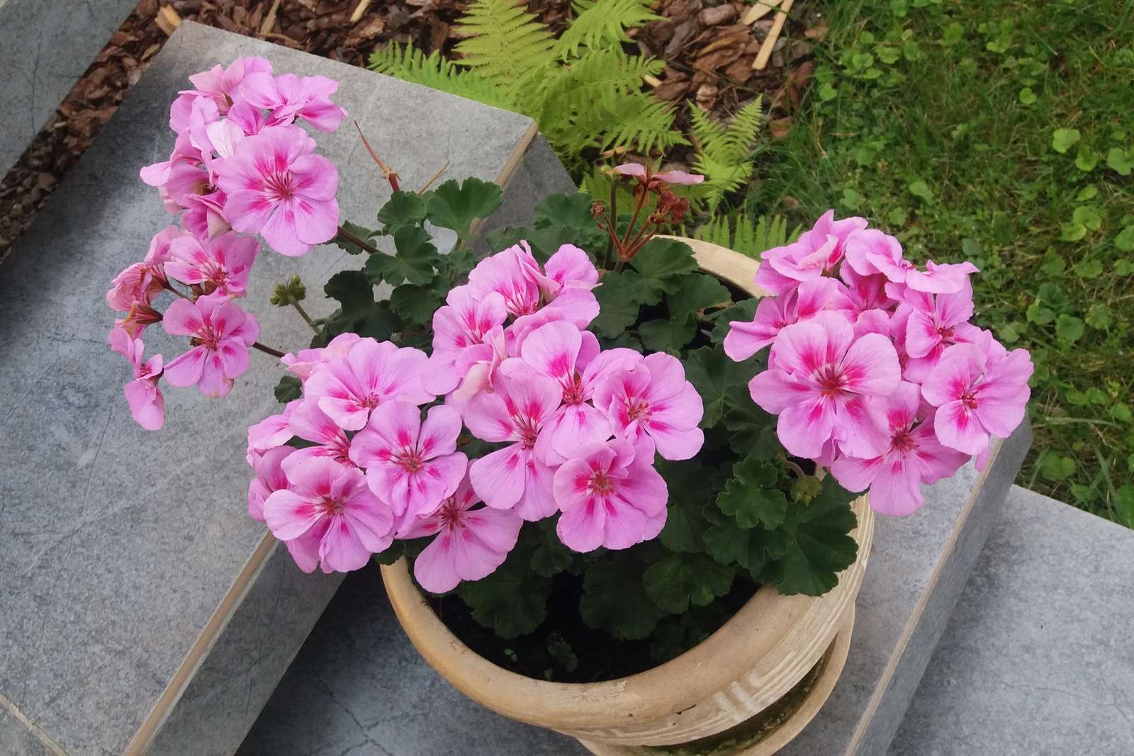 Such pink flowers. online puzzle