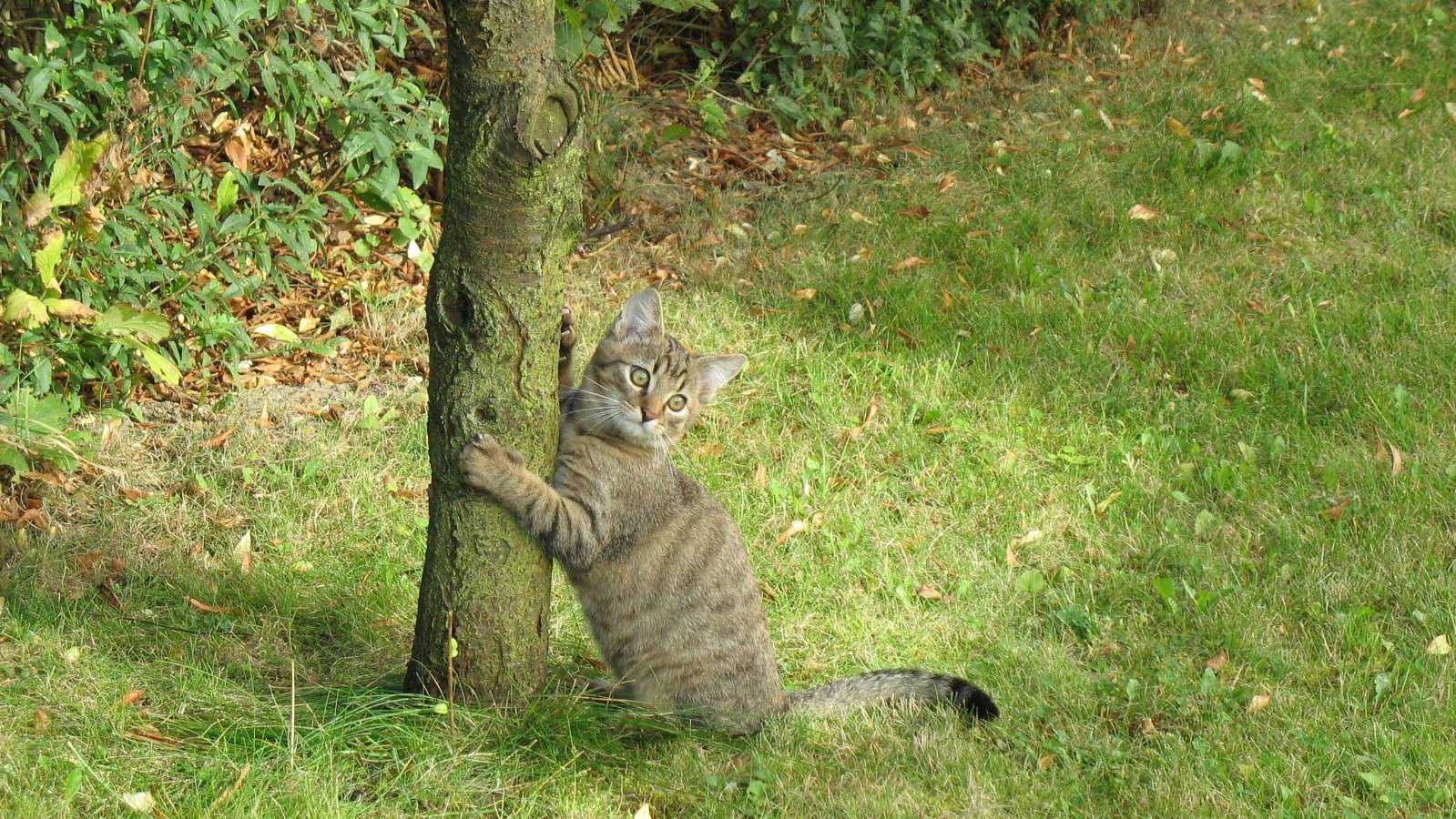 Árvore do gato. quebra-cabeças online