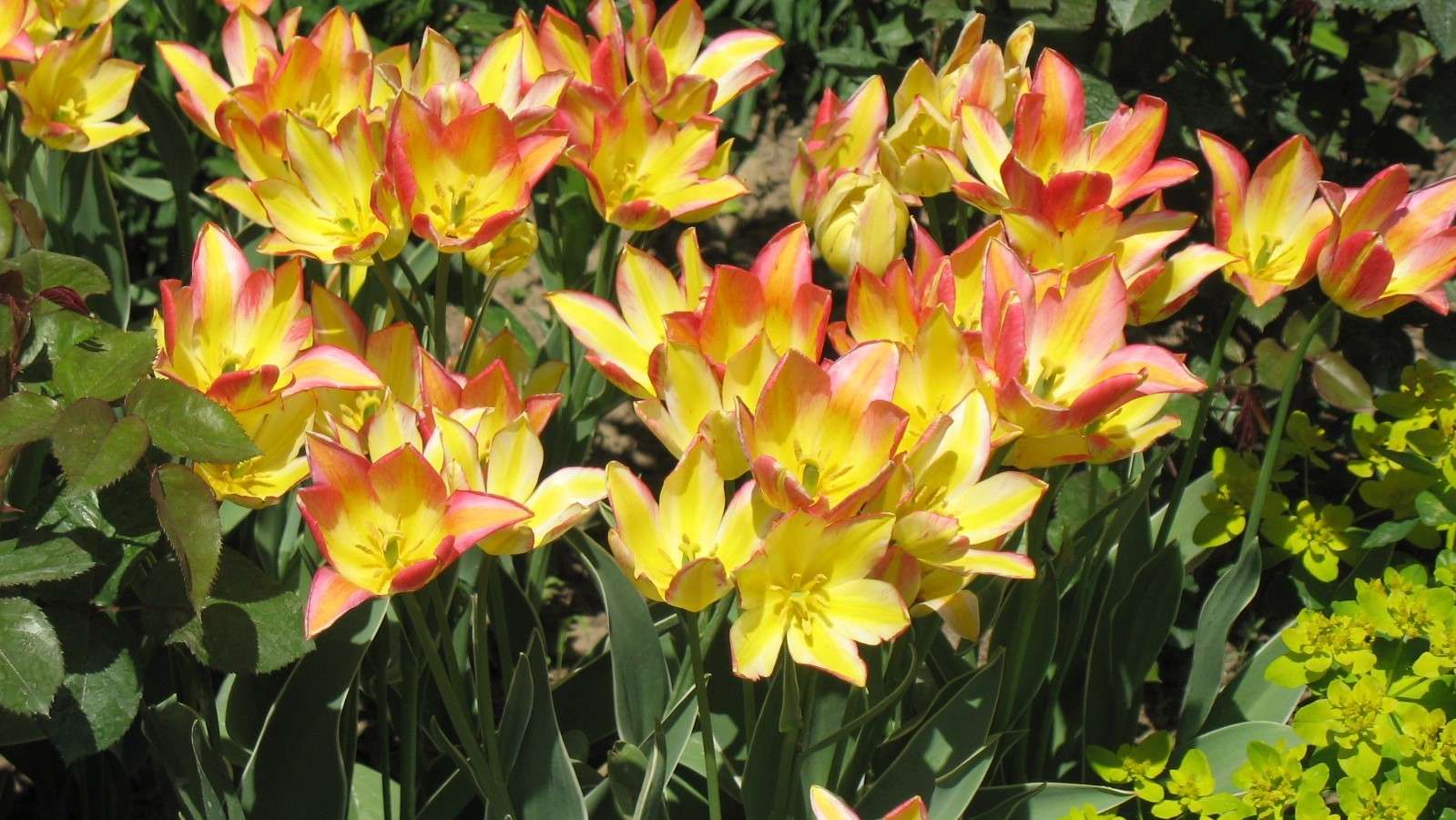 Jardín de tulipanes. rompecabezas en línea