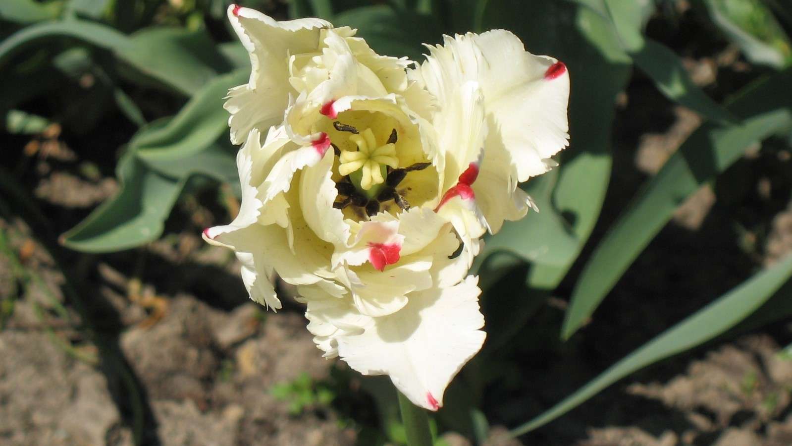Tulipa do jardim em Łańcut. puzzle online