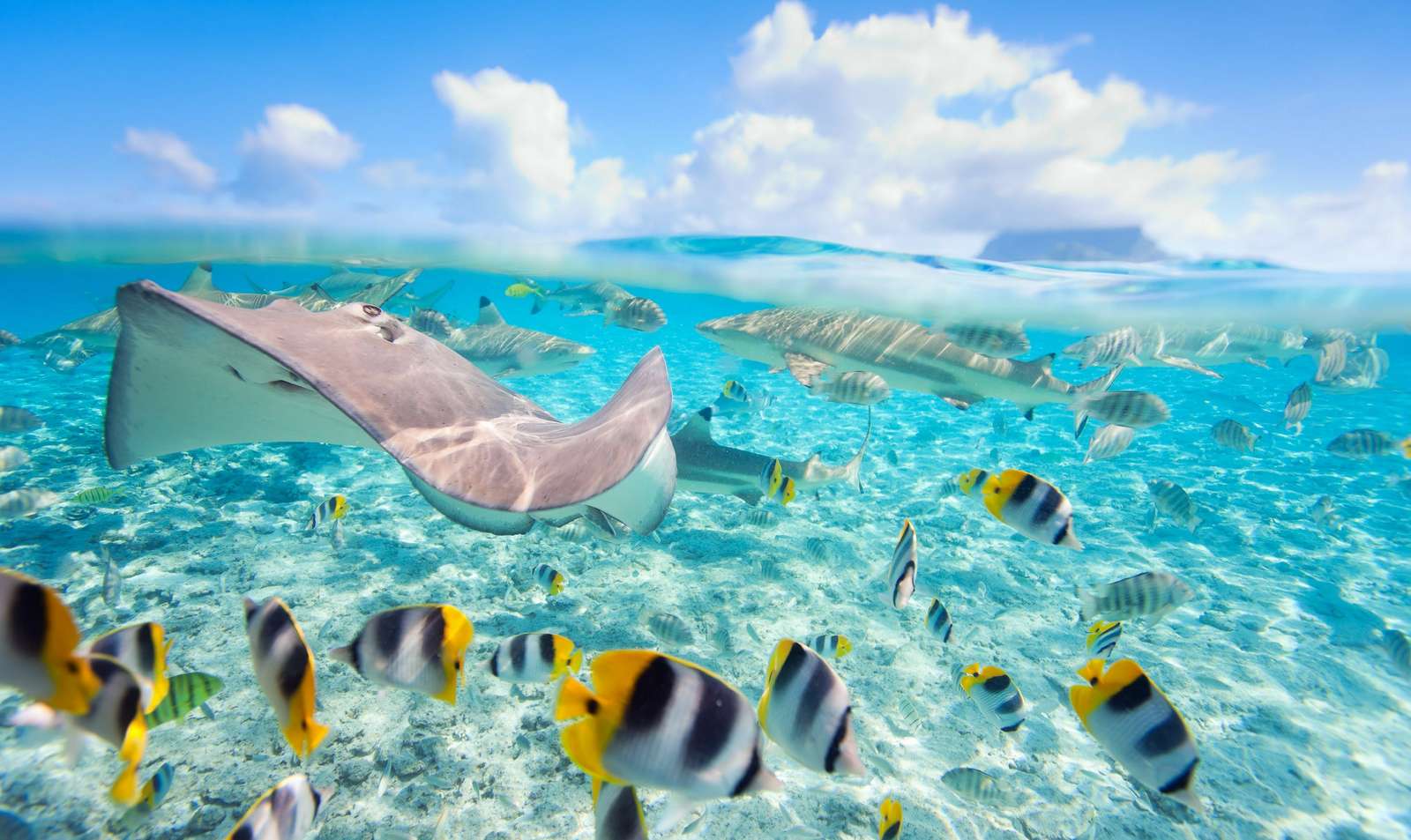 Vattenvärlden Tahiti. pussel på nätet