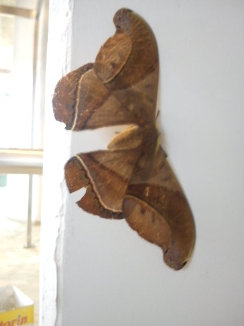 Мотылек размером 18 см. крылья онлайн-пазл