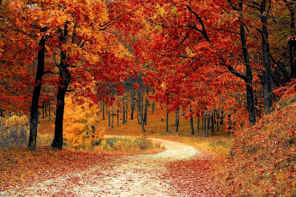 Road through the forest - autumn leaves online puzzle