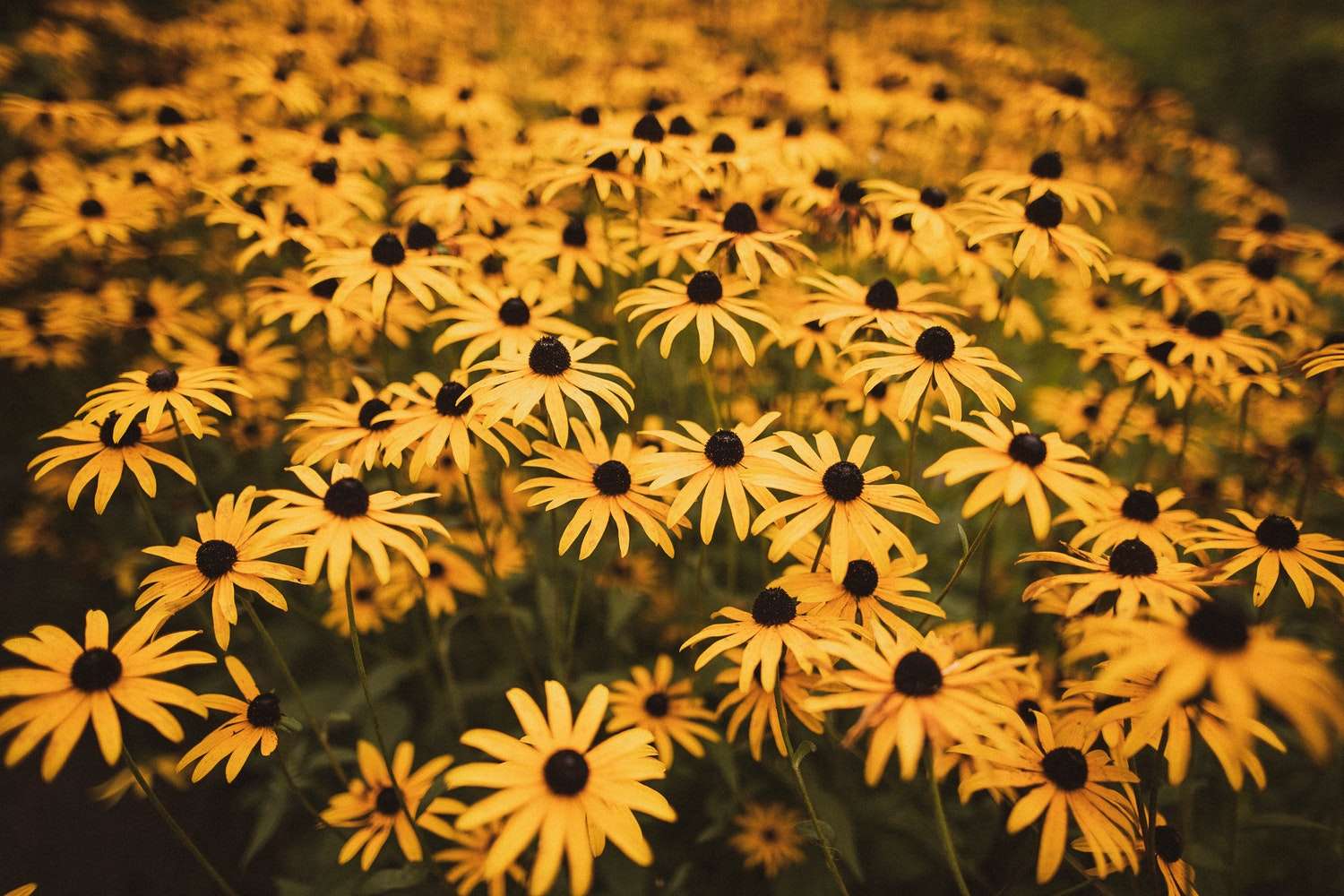 Krásné květiny jako Van Gogh online puzzle