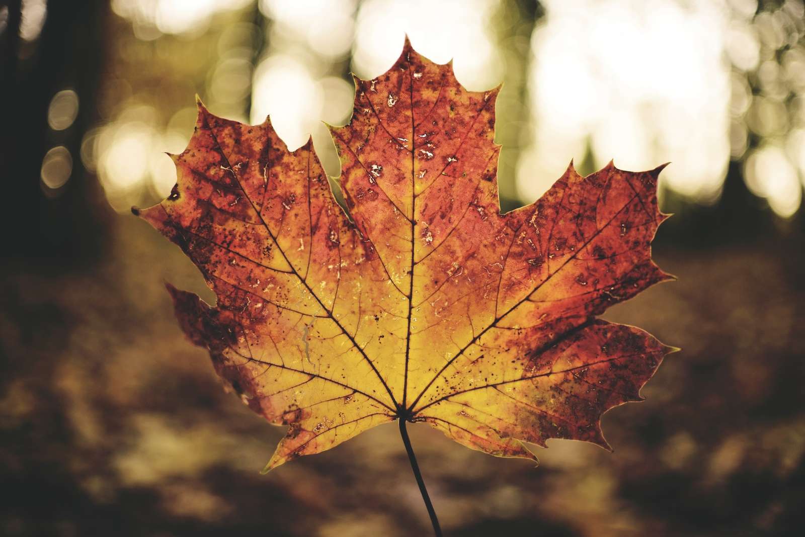 Foglia autunnale, foglie d'autunno, foglie d'autun puzzle online
