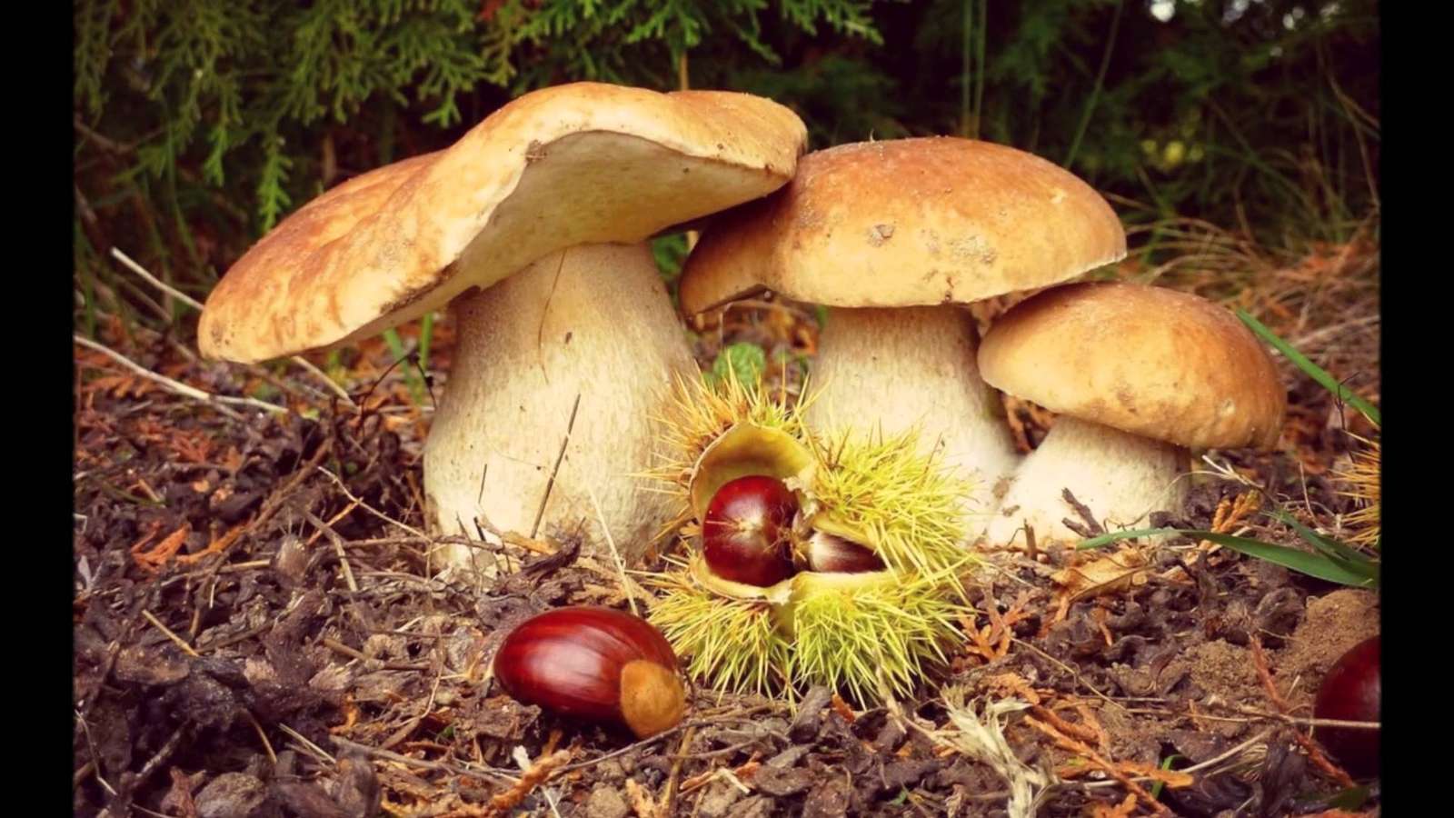 Porcini mushrooms. online puzzle