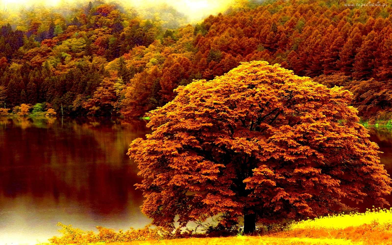 Kleurrijke herfst. legpuzzel online