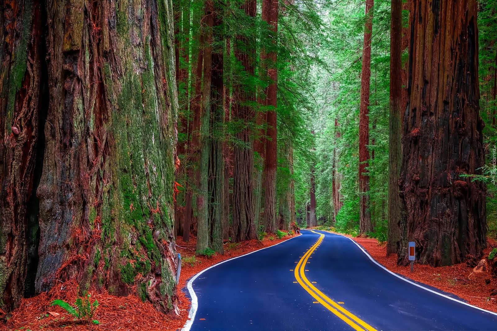 Redwoods. Online-Puzzle