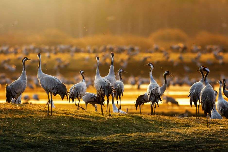 Rally of cranes. jigsaw puzzle online