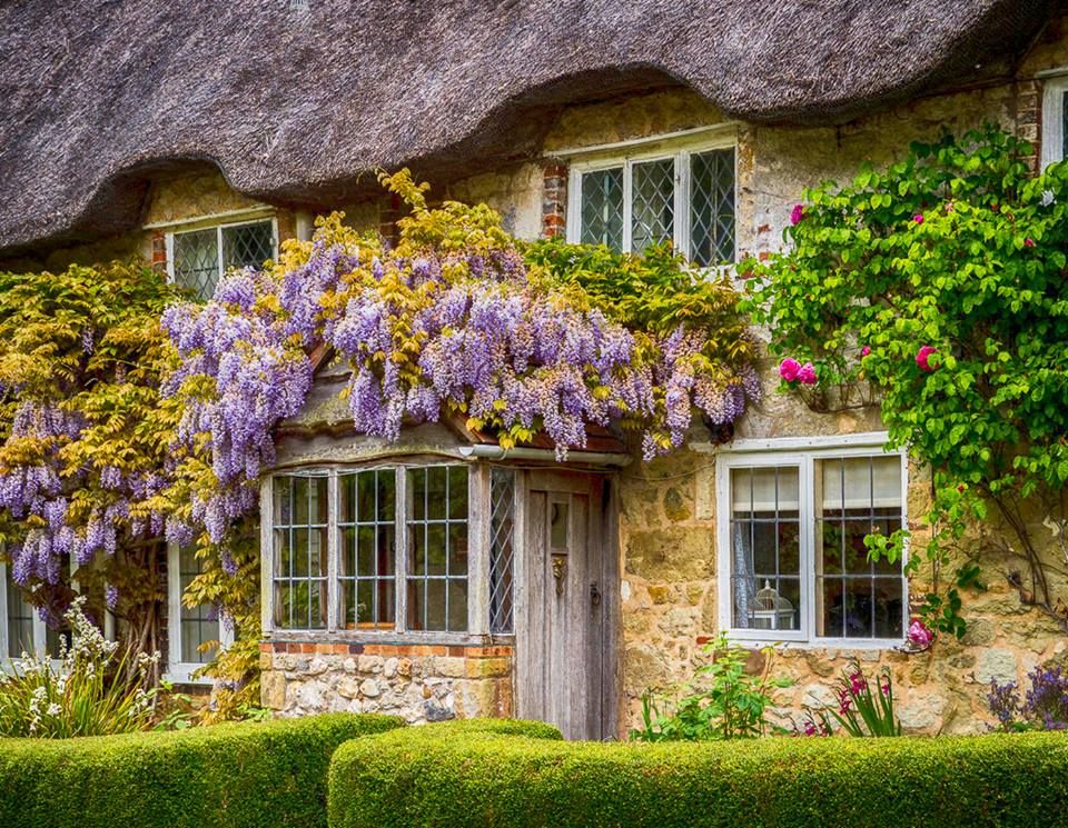 Blossoming wisteria. online puzzle