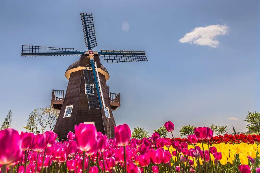 Moulin à vent et tulipes. puzzle en ligne