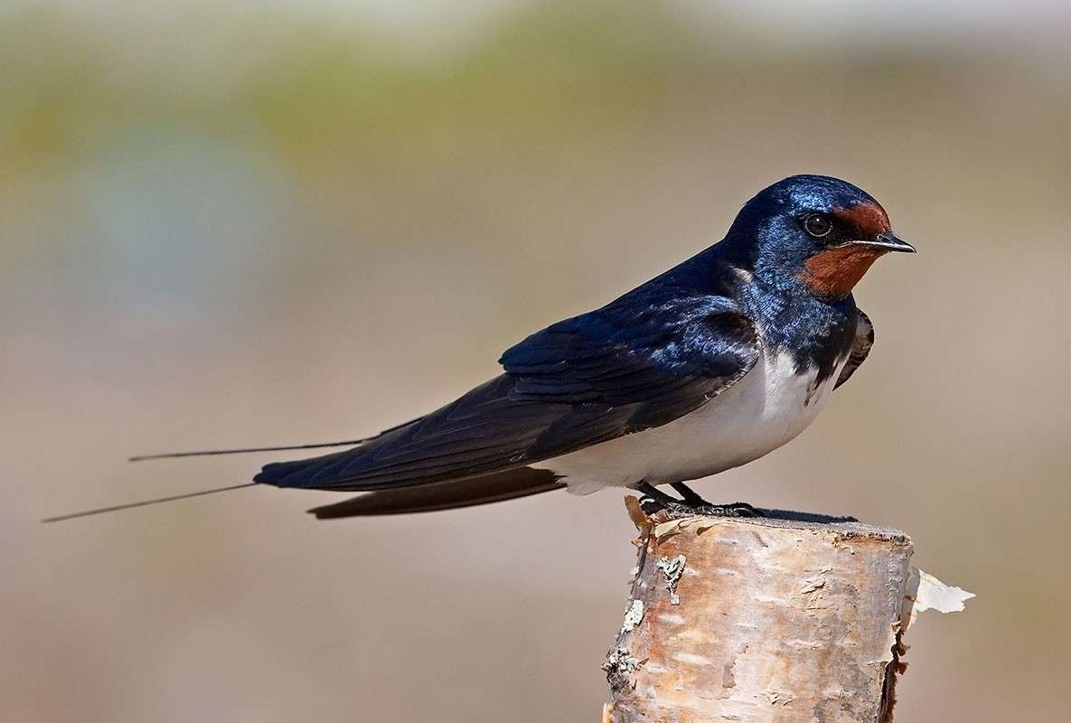 swallow puzzle jigsaw puzzle online