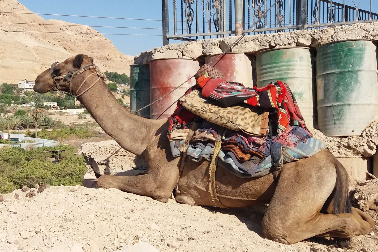 vilande kamel pussel på nätet