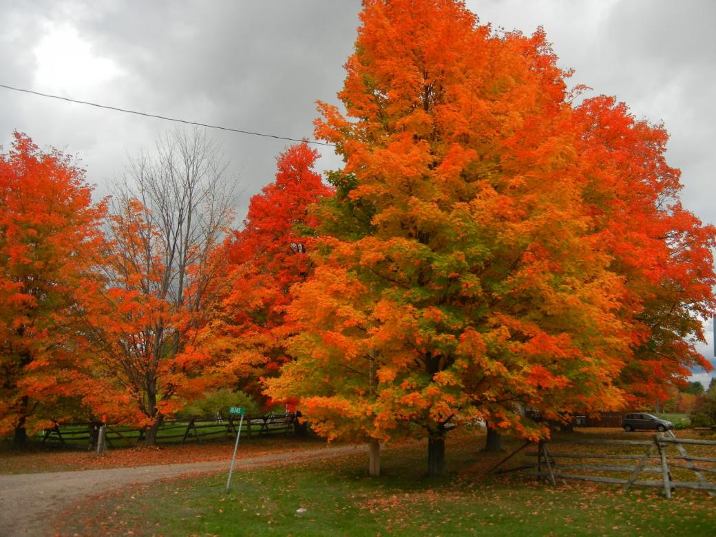 Flaming trees. jigsaw puzzle online