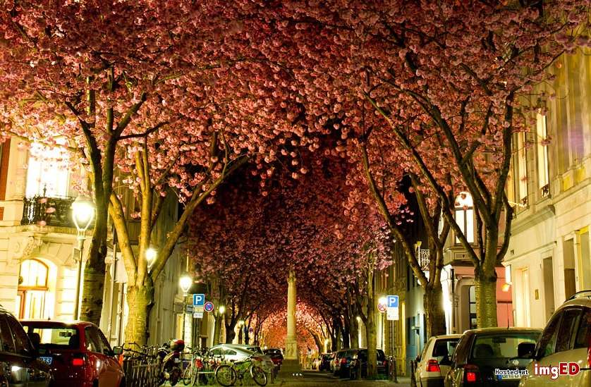 Cherry alley in Bonn. online puzzle