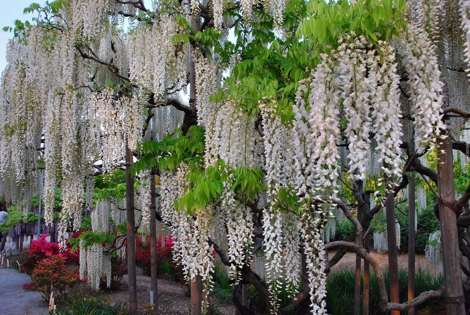 Wisteria. Pussel online