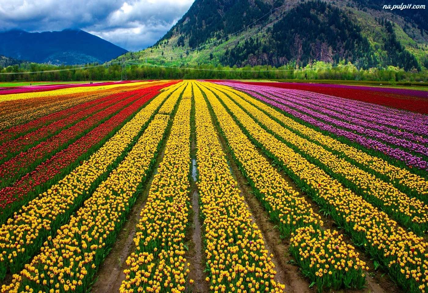 Campo di tulipani puzzle online
