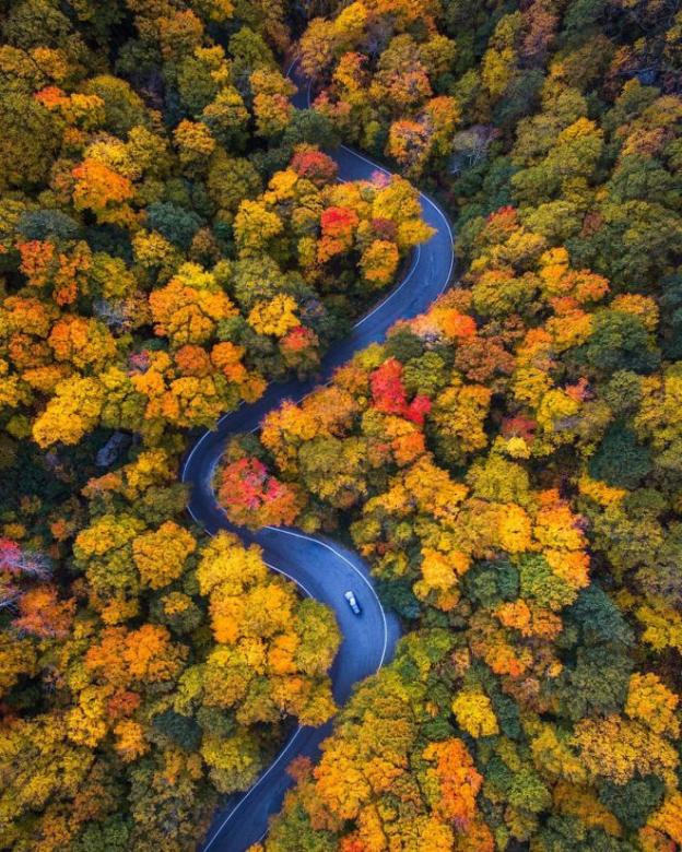 Road among trees. online puzzle