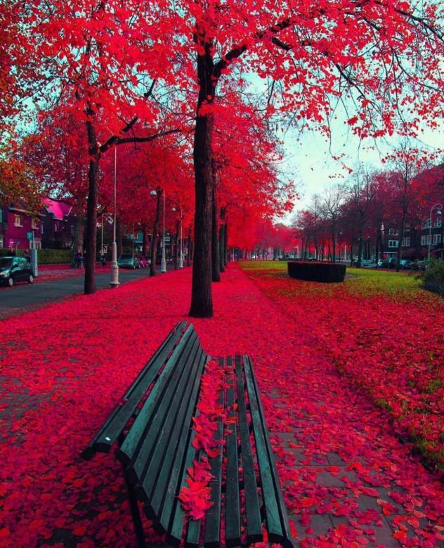 Червена есен онлайн пъзел