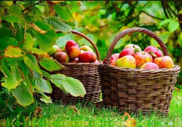 Äpfel aus dem Obstgarten Online-Puzzle