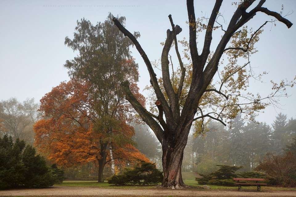 Oude boom in het Lodz-park. legpuzzel online