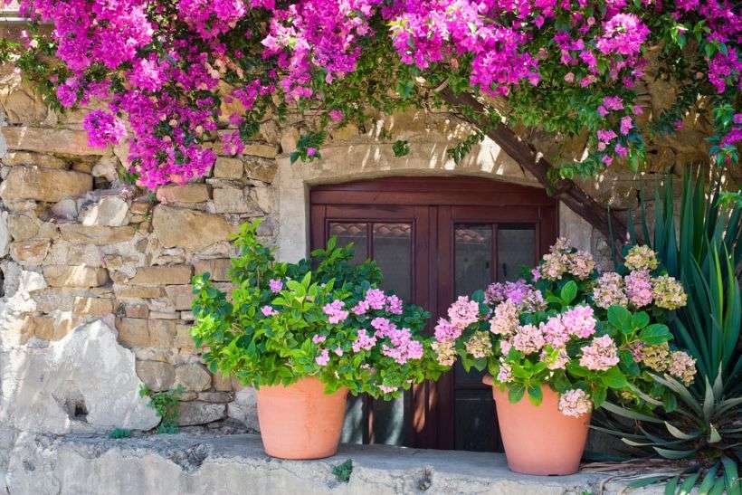 Blumen auf Kreta. Online-Puzzle