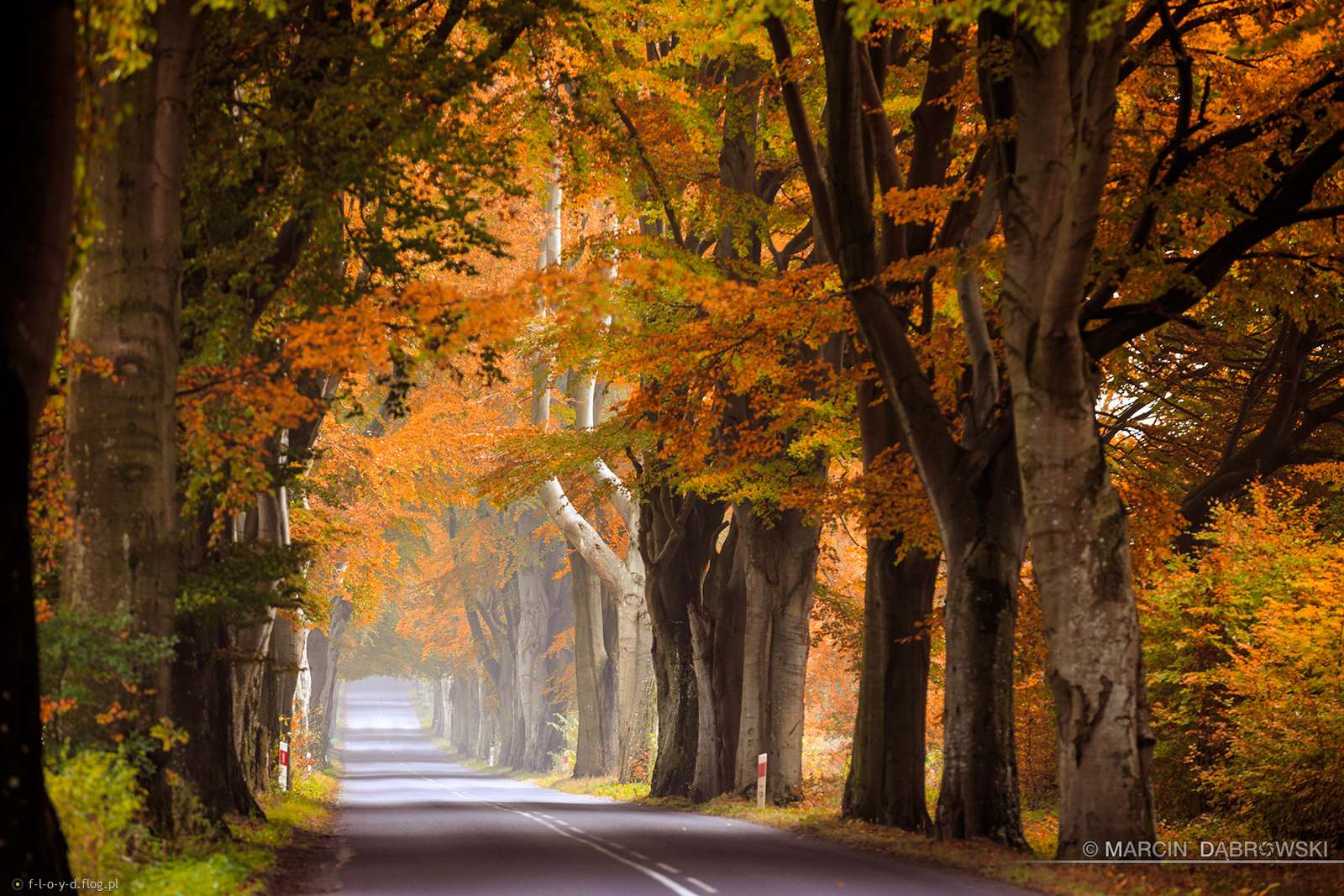Avenue of old trees. jigsaw puzzle online