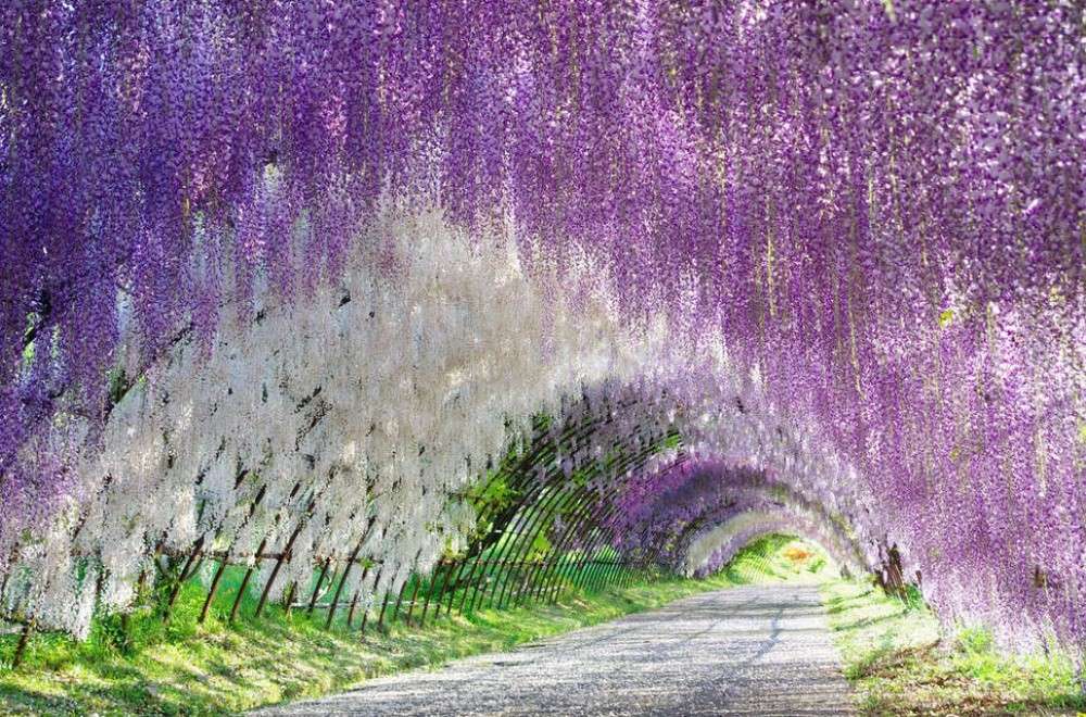 Wisteria. Pussel online