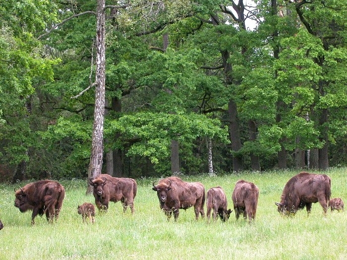 A herd of bison. online puzzle