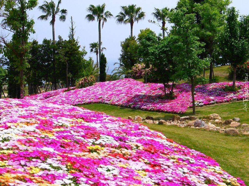 Carpets of flowers. online puzzle