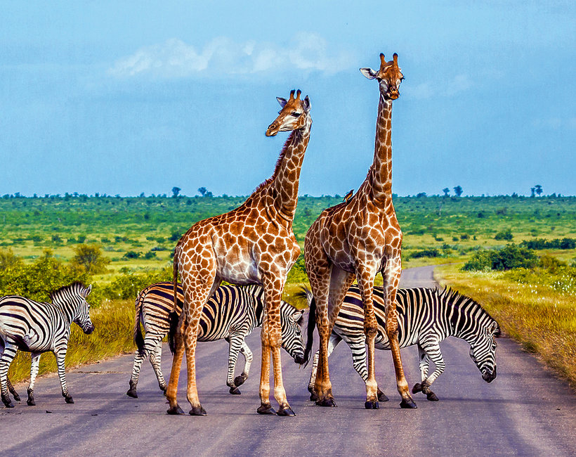 Zebror och giraffer. Pussel online