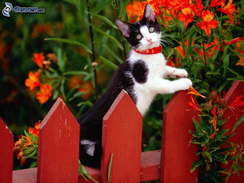 Кот на заборе II пазл онлайн