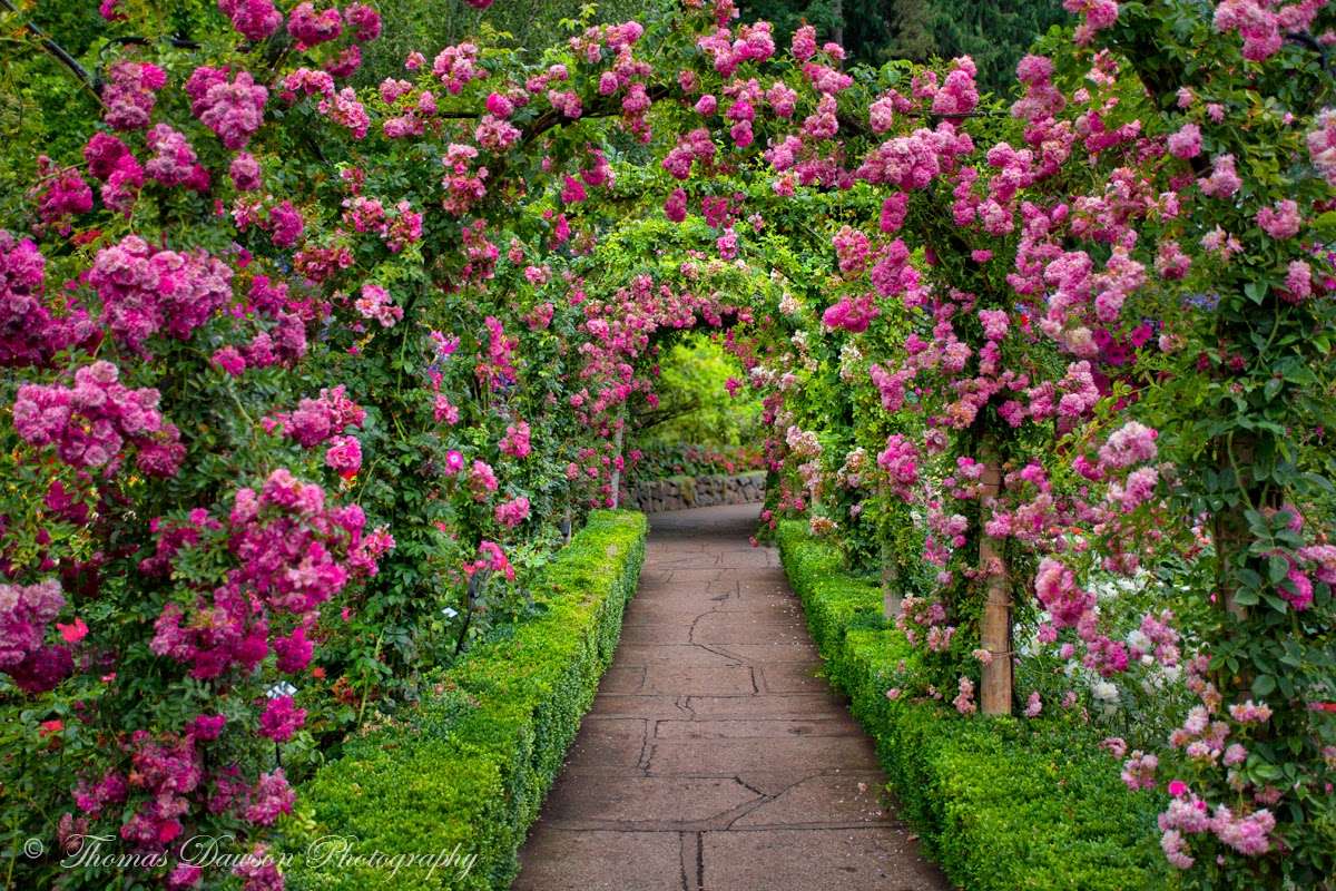 Een tunnel van rozen. legpuzzel online