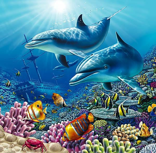 Delfinii de pe recif jigsaw puzzle online