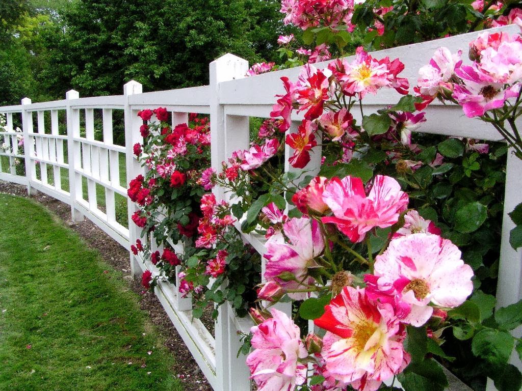Цветочный забор. онлайн-пазл