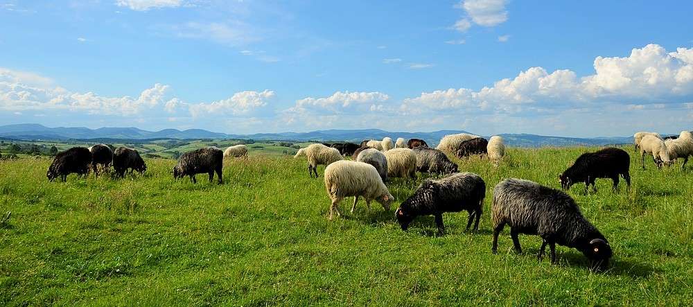 Sheep on the mountain range. jigsaw puzzle online