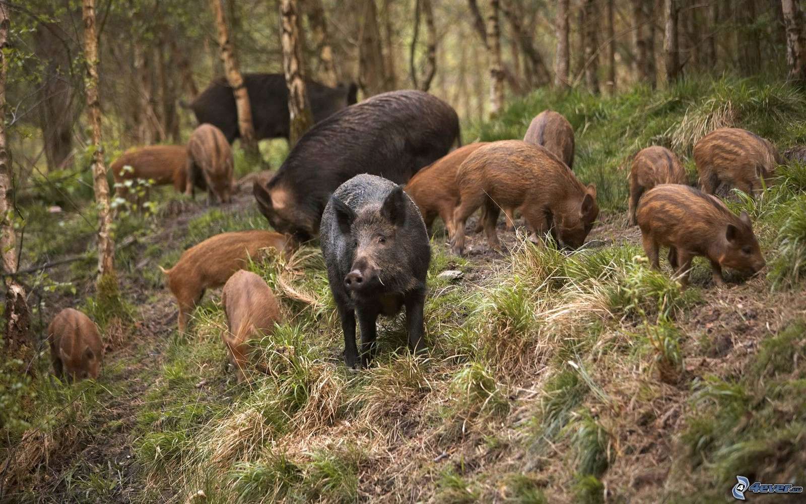 Диви свине в гората. онлайн пъзел