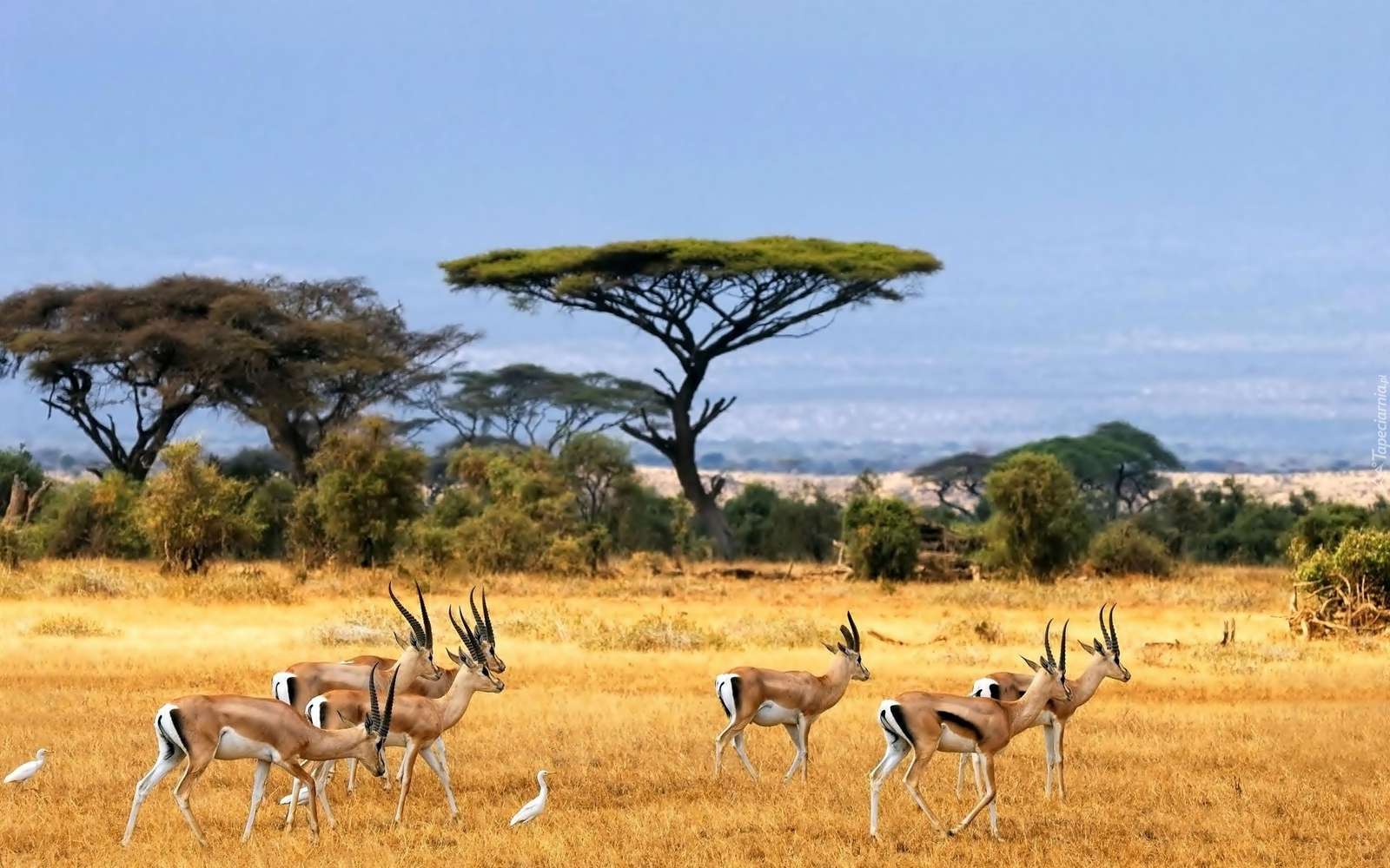 Antelope. jigsaw puzzle online