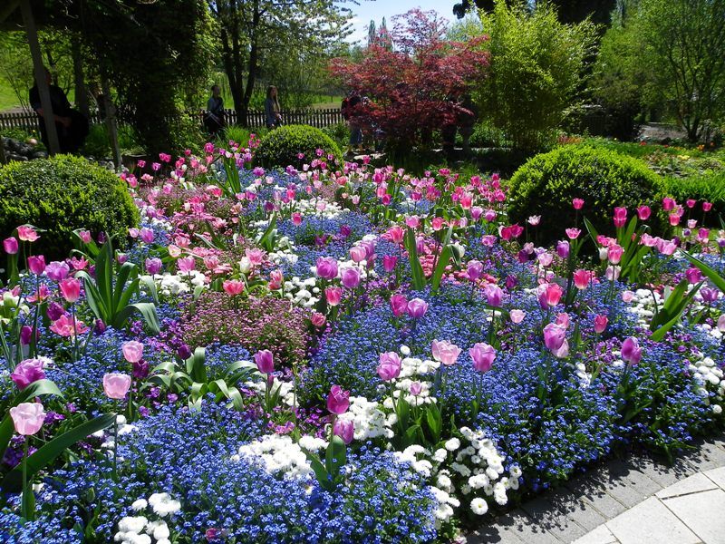 Ένας πολύχρωμος κήπος. παζλ online