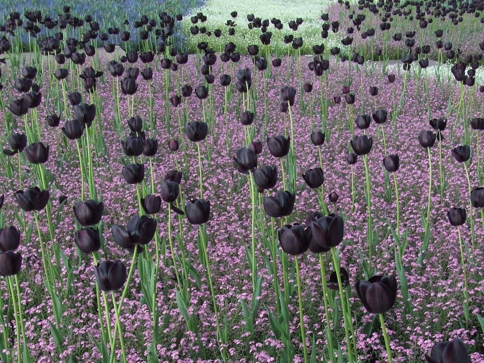 Un campo de tulipanes negros. rompecabezas en línea