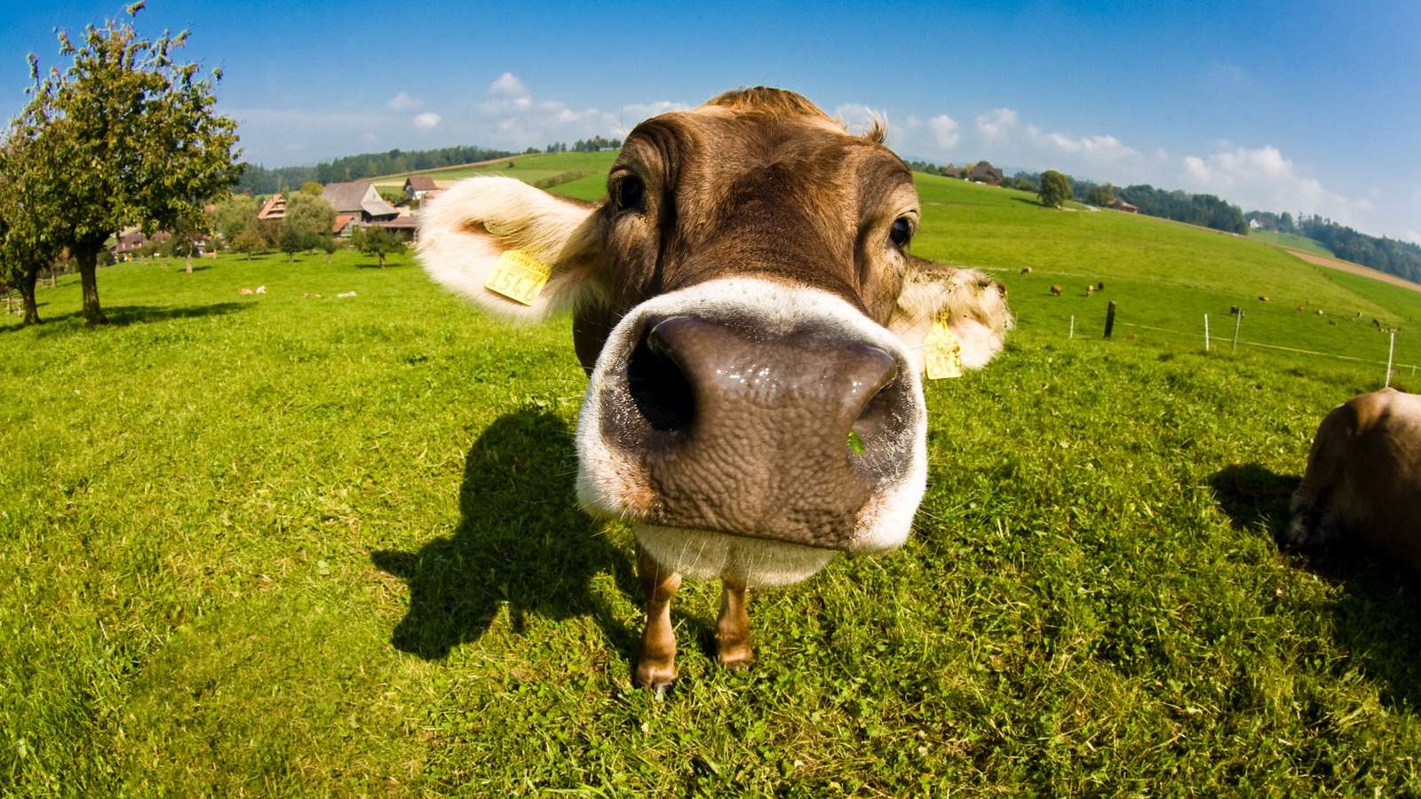 Корова корова пазл онлайн