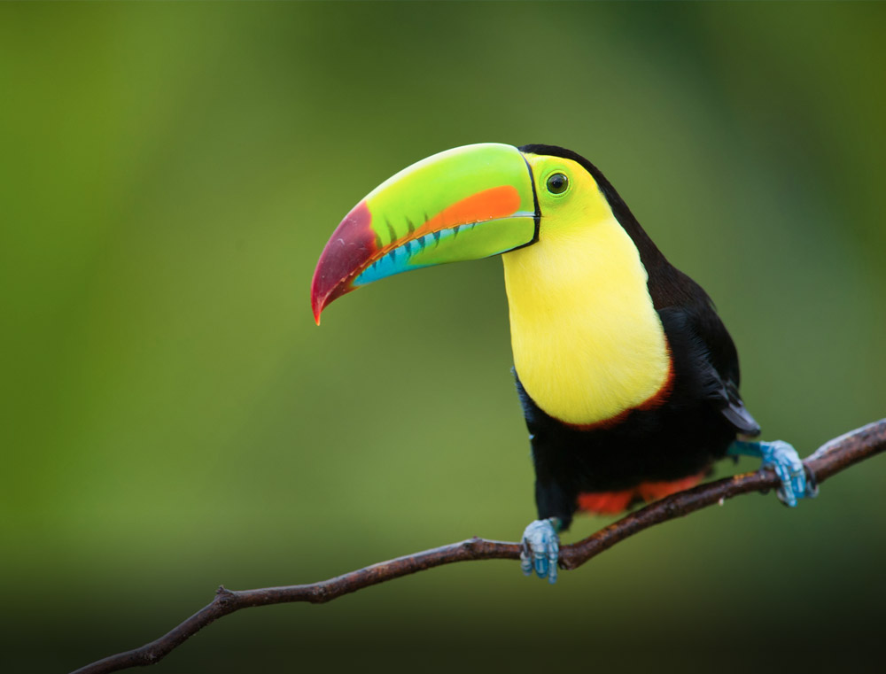 Тропические птицы онлайн-пазл
