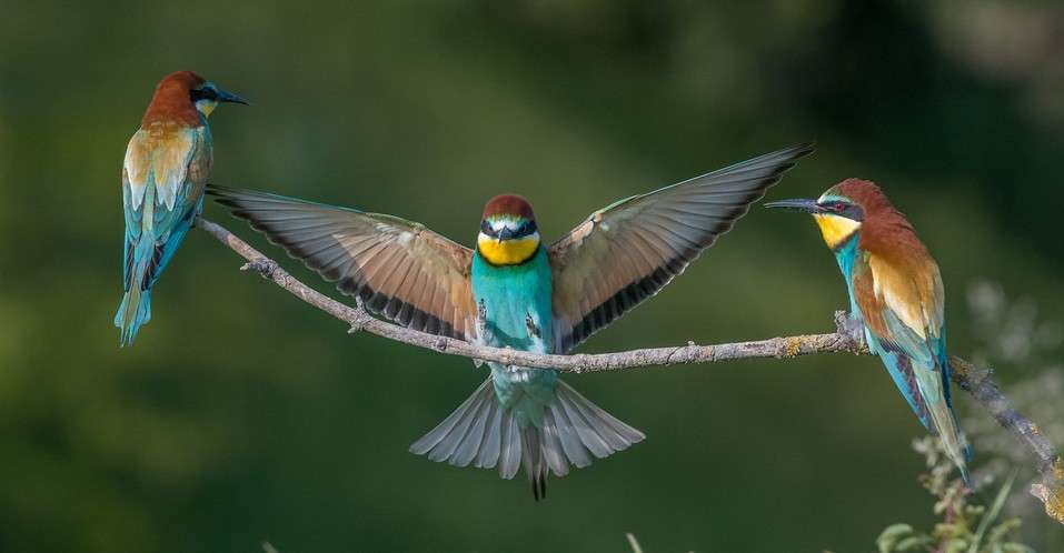 Πολύχρωμα πουλιά παζλ online